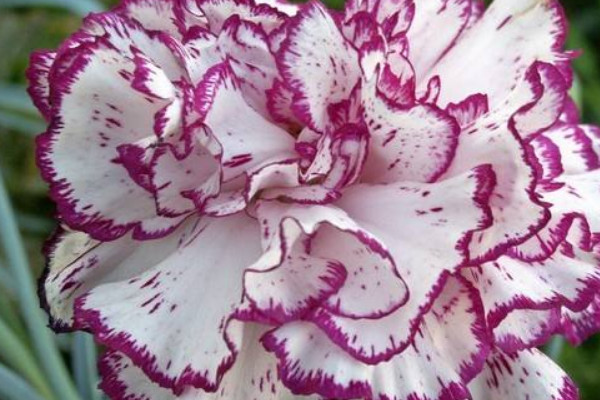 康乃馨是哪個(gè)國(guó)家的國(guó)花