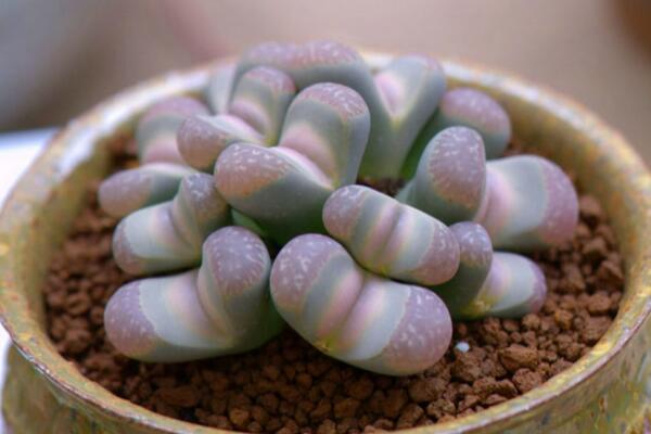 生石花長(zhǎng)得很慢，及時(shí)補(bǔ)充養(yǎng)分并加強(qiáng)光照