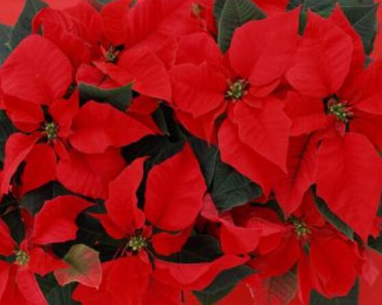 一品紅花語(yǔ)寓意是什么，代表著為你一路降妖除魔