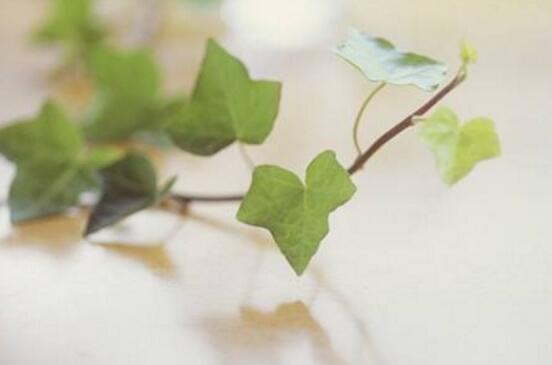 常春藤和爬山虎的區(qū)別，三個方法教你簡單分辨
