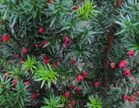 家養(yǎng)紅豆杉有什么好處，延年益壽、身體健康、長壽幸福