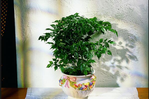 幸福樹適合在室內(nèi)養(yǎng)嗎，適合放在室內(nèi)但要加強管理