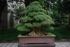 榕樹盆景的四季養(yǎng)護技巧，夏冬兩季的養(yǎng)護最為關(guān)鍵