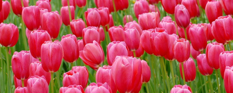 郁金香沒(méi)有土怎么養(yǎng)活