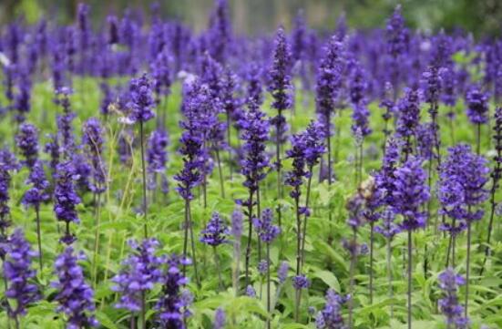 薰衣草的種類(lèi)圖片大全，欣賞最好看的六大品種