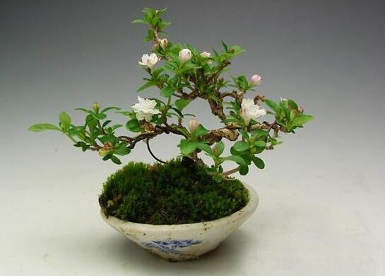 六月雪樹葉發(fā)黑怎么辦，找清原因及時救治（三種原因及解決方法）