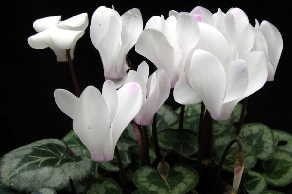 仙客來(lái)如何浸盆澆水