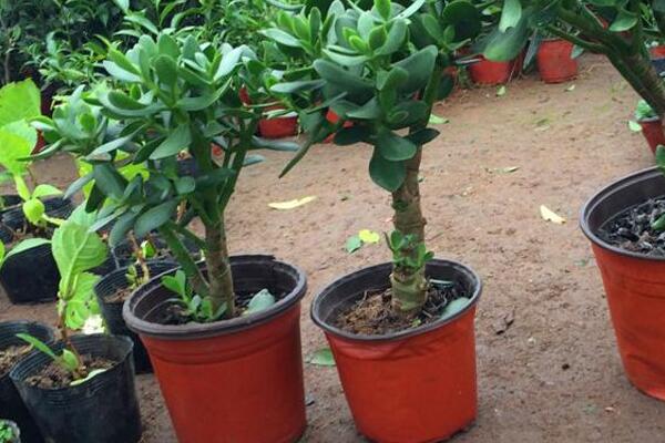 玉樹葉子一碰就掉，控制光照并停止施肥