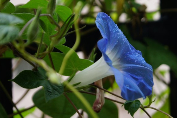 怎樣讓牽牛花爆盆