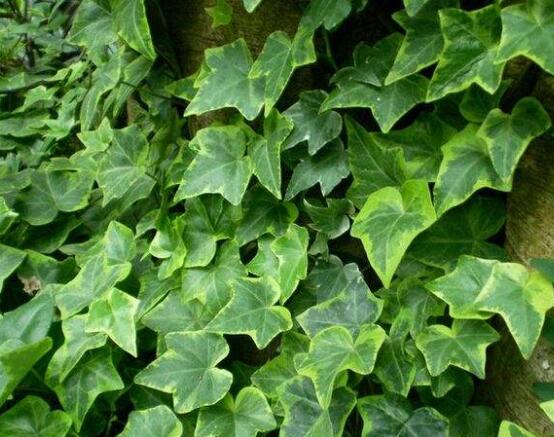 常春藤的水培方法，四個(gè)步驟讓你的常春藤郁郁蔥蔥