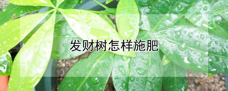 發(fā)財樹怎樣施肥