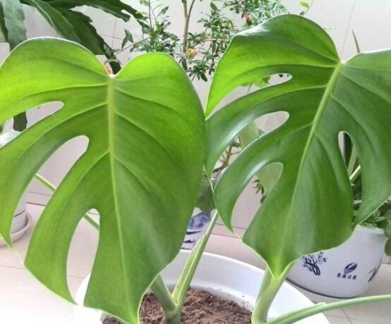 小龜背竹有毒嗎，毒性較輕/避免接觸汁液即可