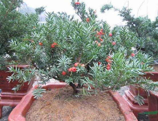 紅豆杉可以水培嗎，紅豆杉水培方法