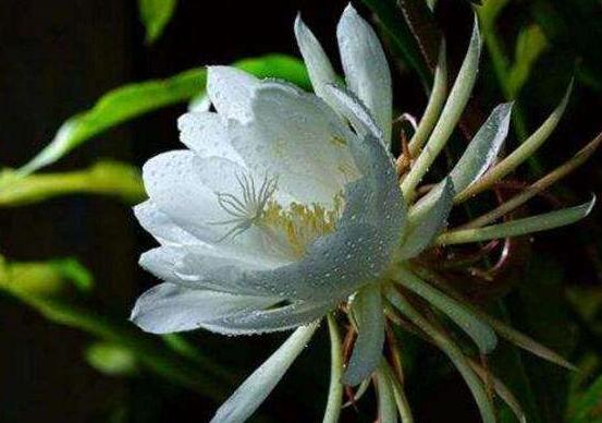 曇花多長時間澆水，只需要保證盆土微濕潤環(huán)境即可