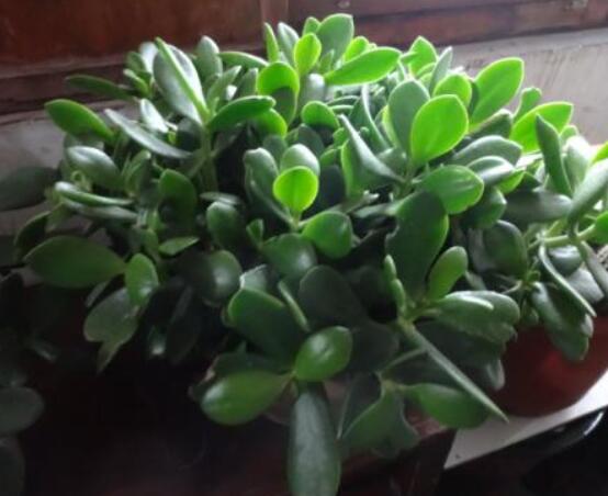 盆栽燕子掌的養(yǎng)殖方法，教你八大基本方法可生長的青翠碧綠