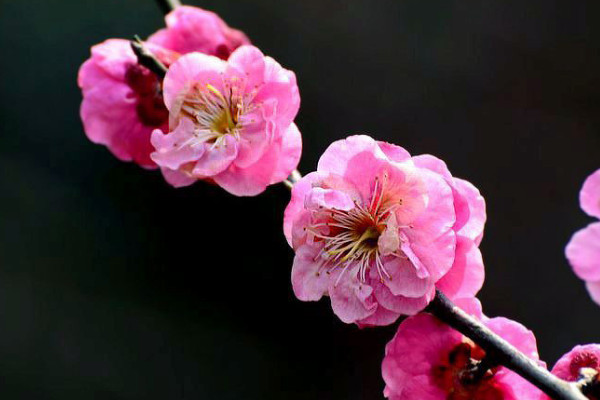 紅梅葉子蔫了怎么補(bǔ)救