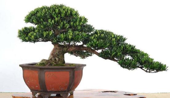 盆栽羅漢松怎么養(yǎng)，盆栽羅漢松養(yǎng)殖方法