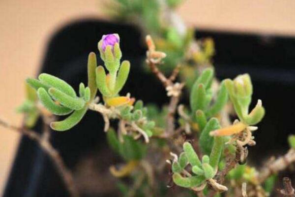 碧光環(huán)會(huì)開花嗎，會(huì)開/但開花難度較大