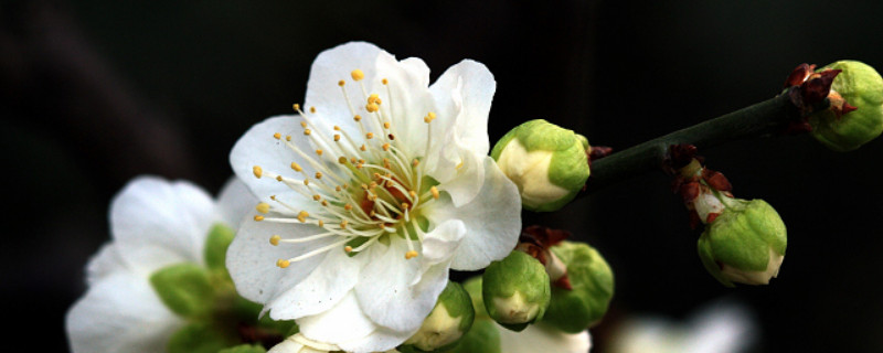 盆栽綠梅怎么養(yǎng)