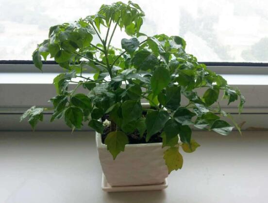 幸福樹(shù)的寓意，象征著家庭和美，幸?？鞓?lè)