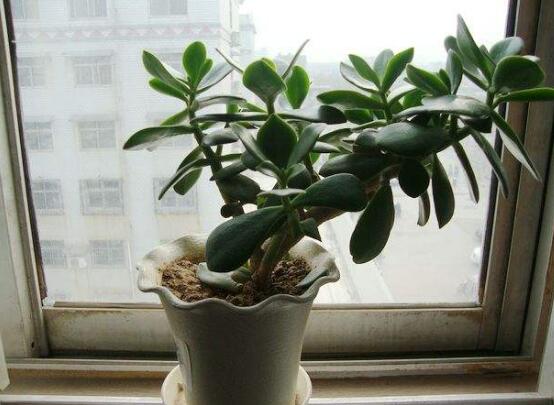 玉樹花幾年開花，掌握五大要點可年年開花