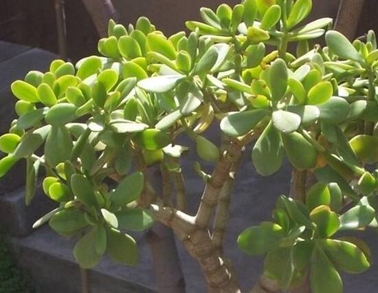 玉樹(shù)葉子為什么會(huì)發(fā)黃，玉樹(shù)葉子發(fā)黃怎么辦