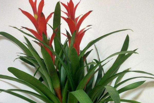 鴻運(yùn)當(dāng)頭花怎樣移植