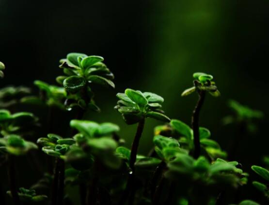 碰碰香木質(zhì)化怎么辦，只需要立馬重新進(jìn)行扦插繁殖