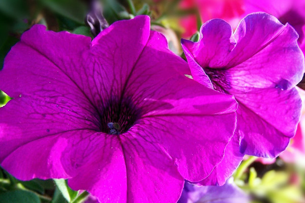 牽?；ǚN子怎么水培