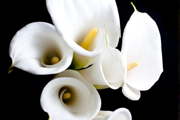 馬蹄蓮種植方法和時(shí)間