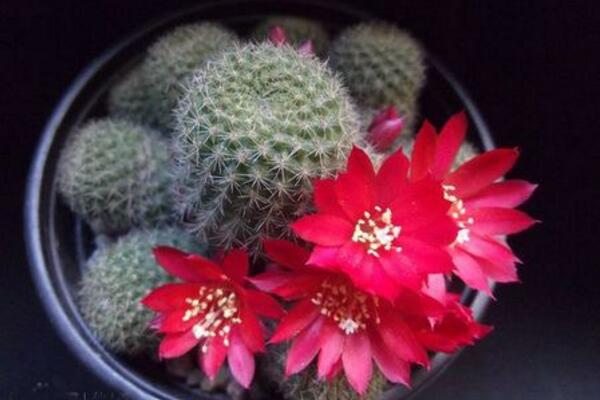 仙人球不開(kāi)花是怎么回事，可能是光照、養(yǎng)分不足導(dǎo)致