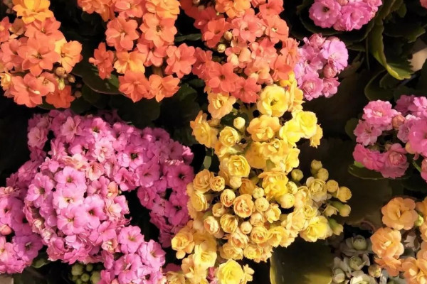 長壽花秋季能移盆嗎