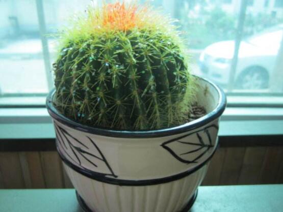 仙人球用什么土養(yǎng)好，兩份壤土兩份腐葉土三份粗沙進(jìn)行配置