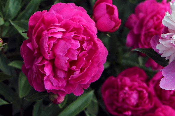 芍藥花什么時(shí)候剪枝