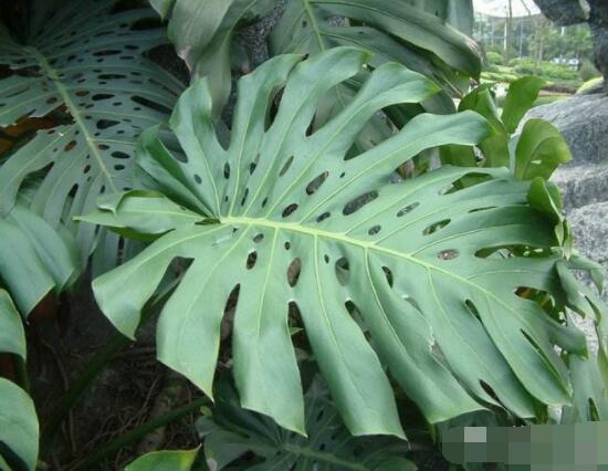 龜背竹用高盆還是矮盆，建議以高盆養(yǎng)殖最佳(紫砂盆)