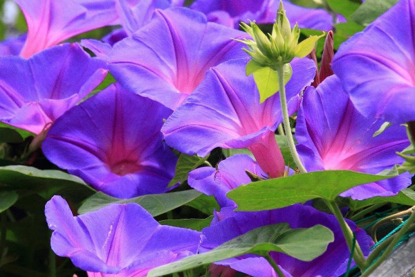 牽?；槭裁丛缟祥_花其他時(shí)間都不開