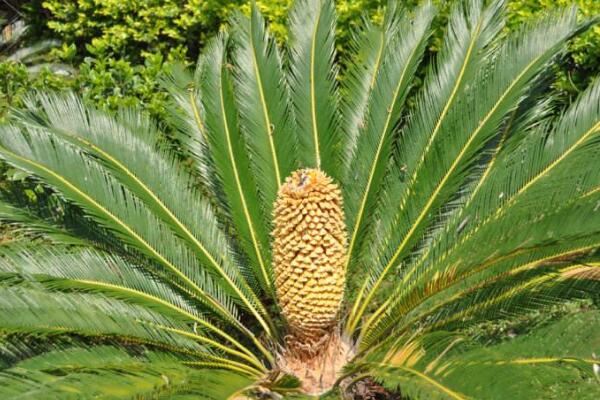 蘇鐵有哪些品種，常見蘇鐵品種介紹