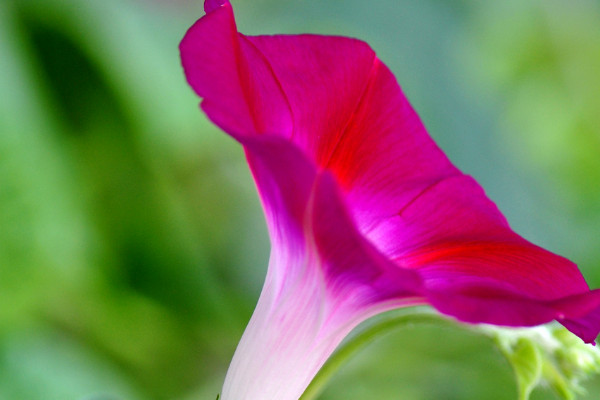 牽牛花為什么不能澆很多水