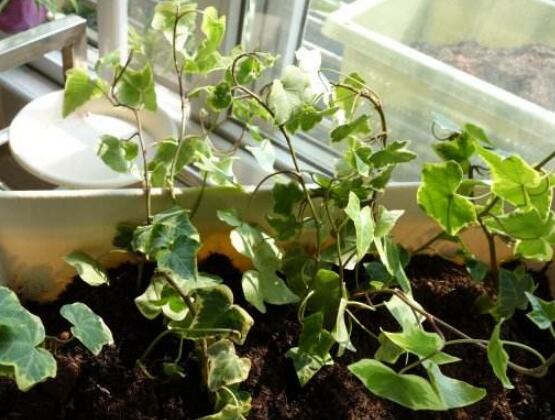 常春藤扦插步驟圖解，老農(nóng)總結(jié)六點最最簡易的基本步驟