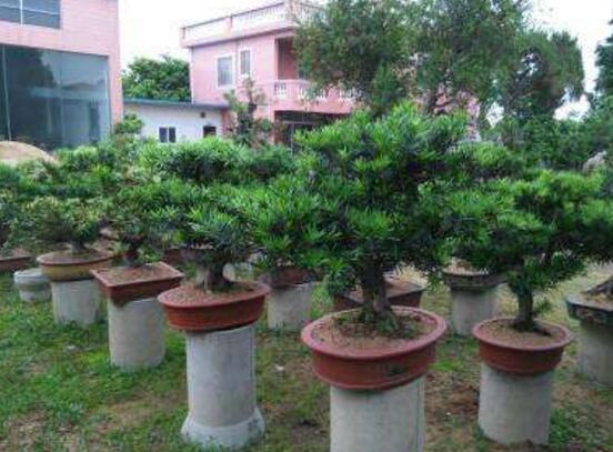 羅漢松的繁殖方法，羅漢松五大繁殖方法