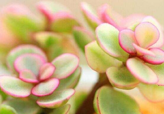 雅樂之舞如何變粉，五個(gè)小妙招教你變得粉紅