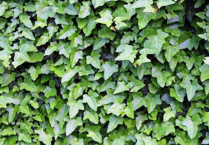 常春藤有毒嗎，有毒但是也有很大的藥用價(jià)值