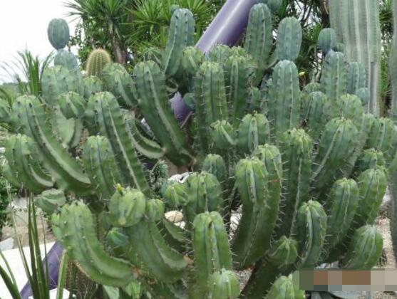 仙人掌喜歡陽(yáng)光嗎，長(zhǎng)日曬生長(zhǎng)更健康