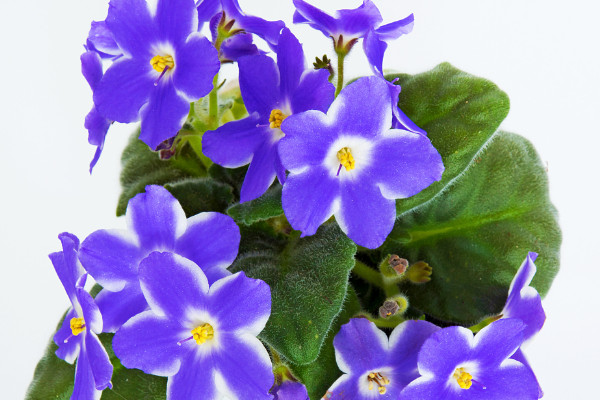 紫羅蘭徒長(zhǎng)怎么辦