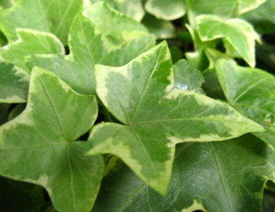 常青藤哪個品種最好，每個品種富有獨(dú)具一格(無好壞之分)