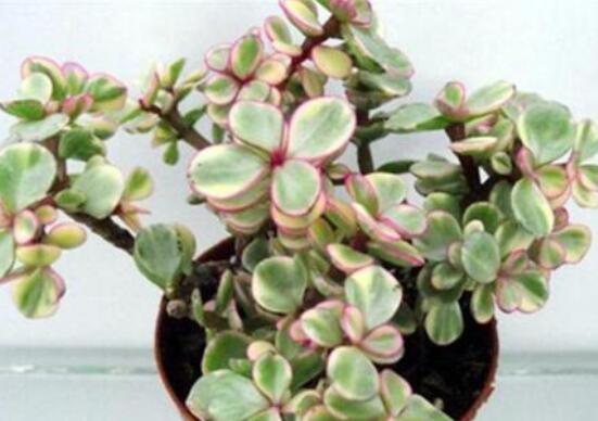 雅樂之舞如何變粉，五個(gè)小妙招教你變得粉紅