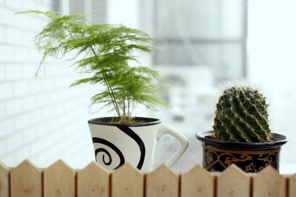 文竹黃了怎么辦，適當(dāng)遮陰并控制肥水