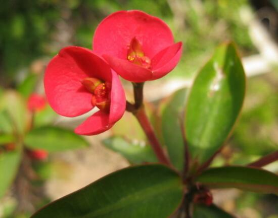 虎刺梅扦插方法，教你五個步驟扦插爆盆