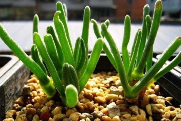 碧光環(huán)怎么養(yǎng)殖，5步教你養(yǎng)好碧光環(huán)