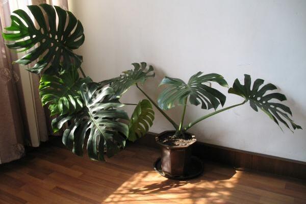 龜背竹什么時(shí)候開(kāi)背，種植半年到一年時(shí)間自然開(kāi)背